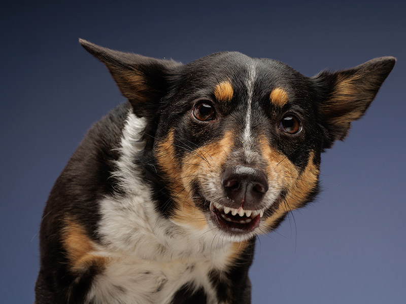 Cão recebendo atendimento veterinário domiciliar