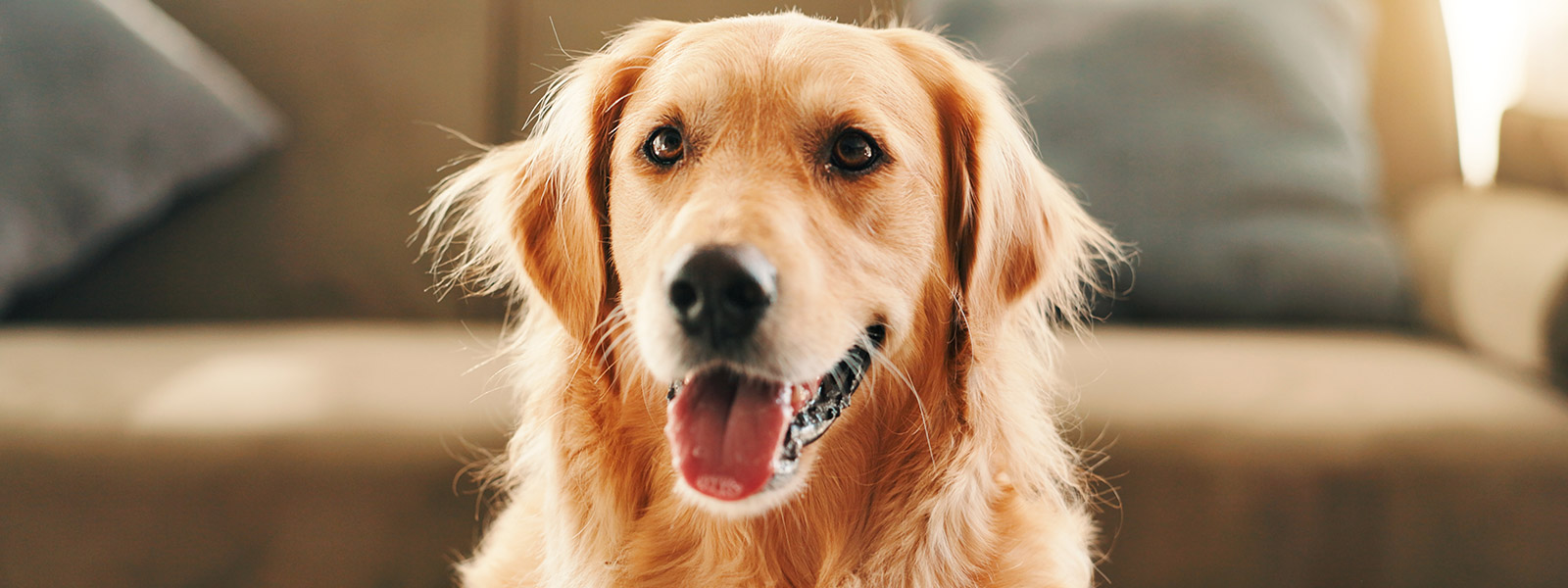 Check-up para Cães a Domicílio em São Paulo