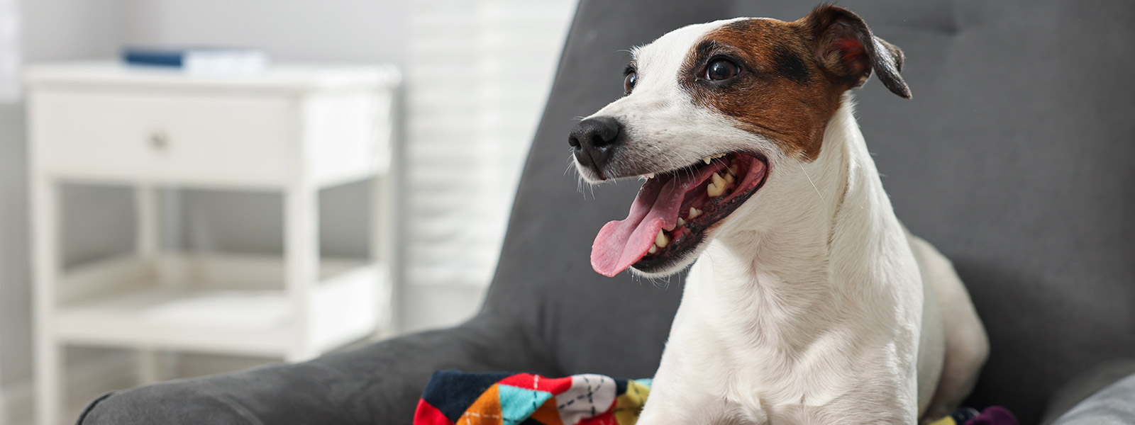 Exames para Cães a Domicílio em São Paulo