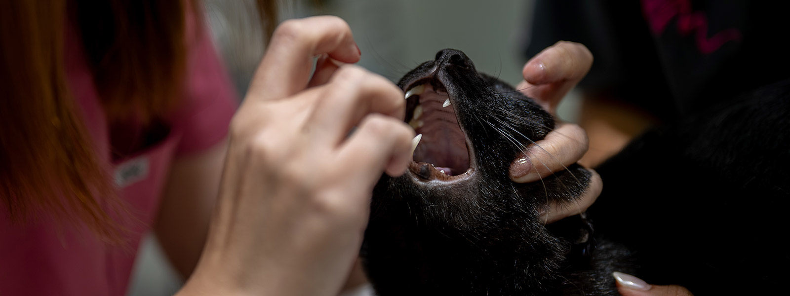 Veterinária realizando consulta felina em domicílio Cat Friendly