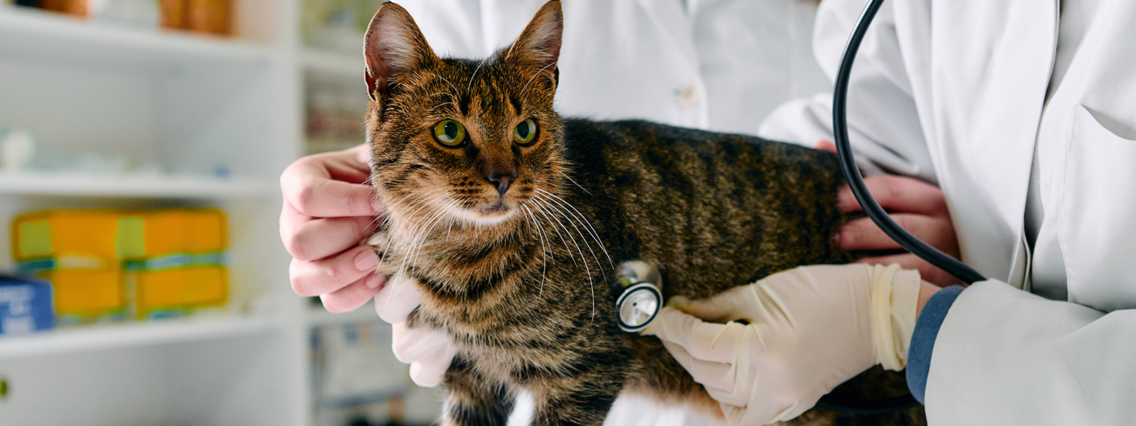 Coleta de exame de sangue felino em domicílio