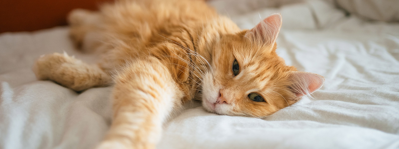 Gato recebendo vacina em domicílio sem estresse